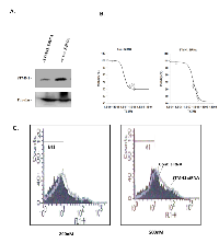 Figure 2:  STMN1 knock down enhanced apoptotic cell death by TX in KF-TX cells. 