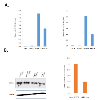 Figure 4:  Establishment of miR-31 overexpressing clones A. 