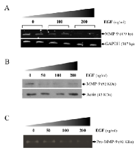 Figure 1: Suppression of MMP-9 in HT1080 cells  following treatment with EGF. 