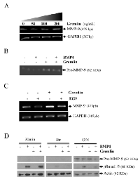 Figure 6:  MMP-9 is increased following treatment  of HT1080 cells with gremlin. 