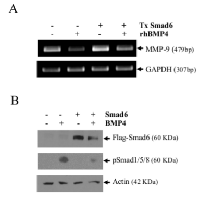 Figure 8:  Smad6 reduces the ability of BMP-4 to  suppress MMP-9 expression. 