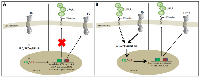 Figure 4:  A model comparative diagrammatic representation of the regulatory signaling cascade in a primary/early  metastatic HER2-positive breast carcinoma condition that also co-overexpress uPAR. 