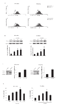 Figure 2:  Sorafenib induces lysosome permeabilization and CB activation. 