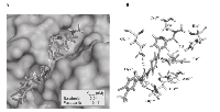 Figure 3:  The catalytic groove of CB interacts with sorafenib. 