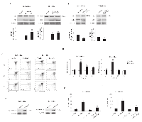 Figure 4:  Sorafenib induces BID cleavage and mitochondrial-dependent apoptosis in 5637 and T24 BC cells. 