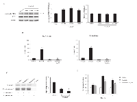 Figure 5:  Sorafenib stimulates CB dephosphorylation and PTEN activity in T24 BC cells. 