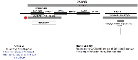 Figure 1:  Diagrammatic representation of TFAP2E CpG islands and their relationship to the TFAP2E gene (Adapted  from Ebert et al). 