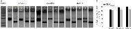 Figure 2:  Assessment of bioconjugate mechanism of action. 