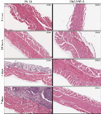 Figure 4:  Local tolerability study. 