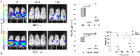 Figure 5:  Assessment of in vivo  tumor growth and response to therapy. 