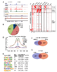 Figure 1: DAXX ChIP-Seq reveals that DAXX binds active regulatory elements. 