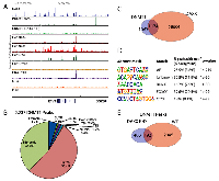 Figure 2:  DAXX and DNMT1 ChIP-Seq’s reveal that DAXX peaks overlap with DNMT1 peaks. 