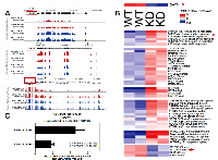 Figure 6:  RNA-Seq reveals a connection between DAXX and autophagy regulators. 