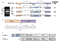 Figure 2: Identification of an in-frame truncated Brm transcript in Brmnull mice. 