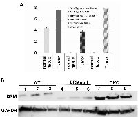 Figure 4:  Brm expression in double knockout tumors is elevated in mouse tumors. 