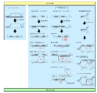 Figure 1: AID/APOBEC mediated mutagenesis of genomic DNA.