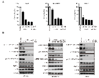 Figure 2:  FS-93 modulates the proliferation of oncogene addicted cancer cells through destabilizing oncogenic kinases. 
