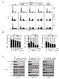 Figure 3:  FS-93 induces G2/M cell cycle arrest in oncogene addicted cancer cells. 