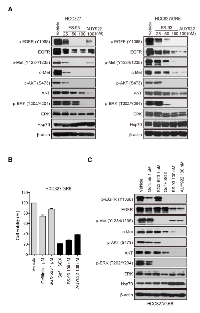 Figure 5:  FS-93 overcomes acquired resistance of EGFR inhibition. 