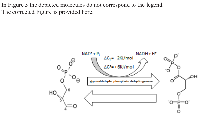 Figure 5:  Conversion of D-glyceraldehyde 3-phosphate (GADP) into into 1, 3-bisphosphoglycerate.