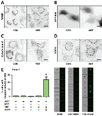 Figure 3:  ART induces PDAC cell death in a non-apoptotic manner, independent of mitochondria- and caspase- mediated death signaling. 