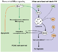 Figure 8:  Schematic overview of ferroptosis induction by ART in pancreatic cancer cells. 
