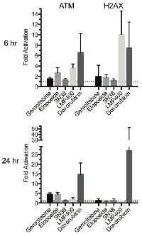 Figure 4:  Effect of various chemotherapeutic agents on  DNA damage response in PBMCs.