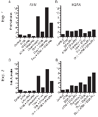 Figure 5:  Effect of doxorubicin in combination with kinase inhibitors on DNA damage response in PBMCs.