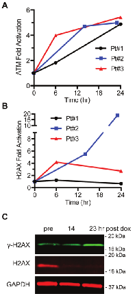 Figure 7:  DNA damage response in patient PBMCs. 
