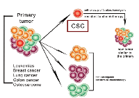 Figure 1: The cancer stem cell hypothesis (adapted from Lobo et al, 2007).