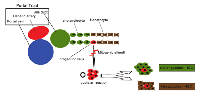 Figure 3:  Anatomical location and differentiation capability of hepatic stem cells (adapted from Kruitwagen et al, 2014). 