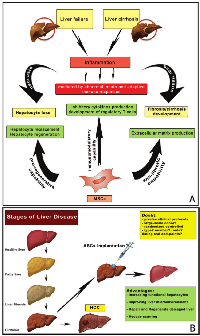 Figure 4: Stem cell therapies for liver failure and cirrhosis (adapted from Zhang Z and Wang FS, 2013). 