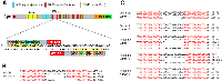 Figure 1: TALEN mediated targeting of the MCR of the Xenopus tropicalis apc gene. 