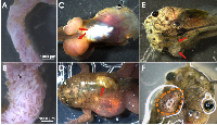 Figure 2:  Neoplastic phenotypes observed in apc  TALEN mRNA injected tadpoles and frogs. 