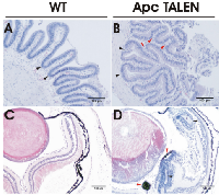 Figure 3:  Histological analysis of intestinal and retinal  sections. 