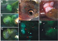 Figure 5:  Active Wnt signalling in apc  TALEN induced tumors. 