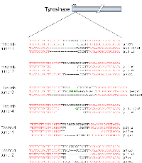 Figure 7:  Combined bi-allelic targeting of the tyr  and apc  genes in X. 