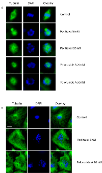 Figure 1: Drug effects on microtubule assembly and chromosome organization. 