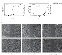 Figure 2:  Drug effects on wound healing. 