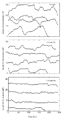 Figure 3: Life history plots of microtubules at anti-migratory concentrations of peloruside A. 