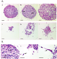 Figure 3:  H&E stained sections of FFPE spheroids treated with anti-invasion agents. (A) 