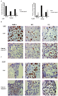 Figure 4:  (A) Graphic representation of staining patterns showing the percentage of U87 (left) and U251 