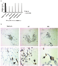 Figure 5:  FFPE sections of U251 spheroids displaying differential staining intensities in cells contained within the core  and migratory cells after treatment. (A) 