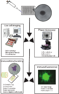 Figure 6:  Schematic diagram illustrating the stepwise utility of multicellular glioma spheroids cultured in 96 well ULA  plates.