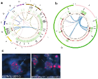 Figure  3:  TCGA-19-2624  appears  to  contain  a  population  of  chromothripsis-derived  regions  that  facilitate  the  