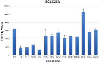 Figure 1: Expression of selected RTKs in SCLC26A cells.