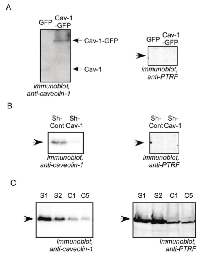 Figure 1:  Characterization of Cav-1 and PTRF expression  in prostate cancer cell lines.