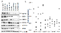 Figure 3A:  