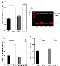 Figure 2:  Loss of αV integrin increases the expression  of CTR1. 