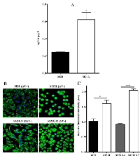 Figure 4:  Effect of the loss of αV integrin on the basal  Cu  levels. 